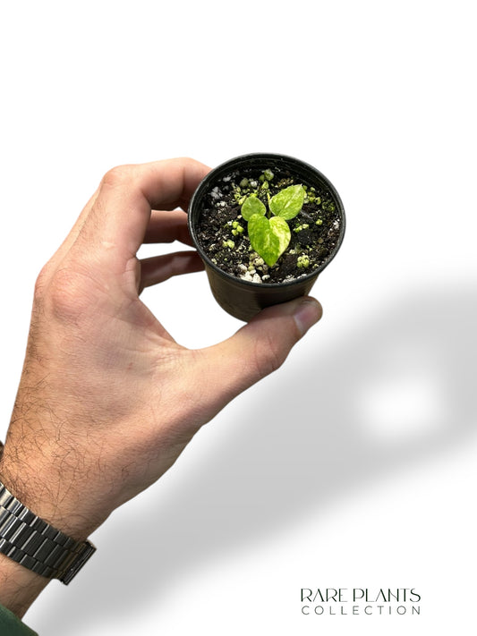 Anthurium Papillilaminum Variegata x Magnificum