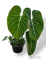 Philodendron Gloriosum Dark Form