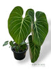 Philodendron Gloriosum Dark Form