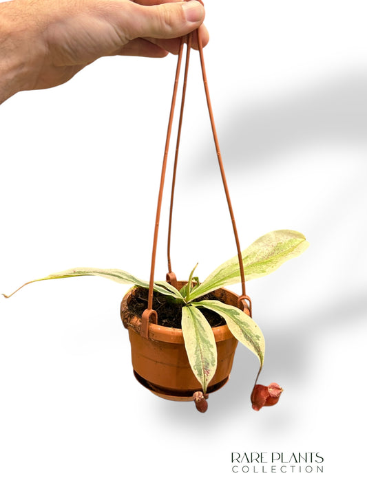 Nepenthes Variegata Viking x Ampullaria