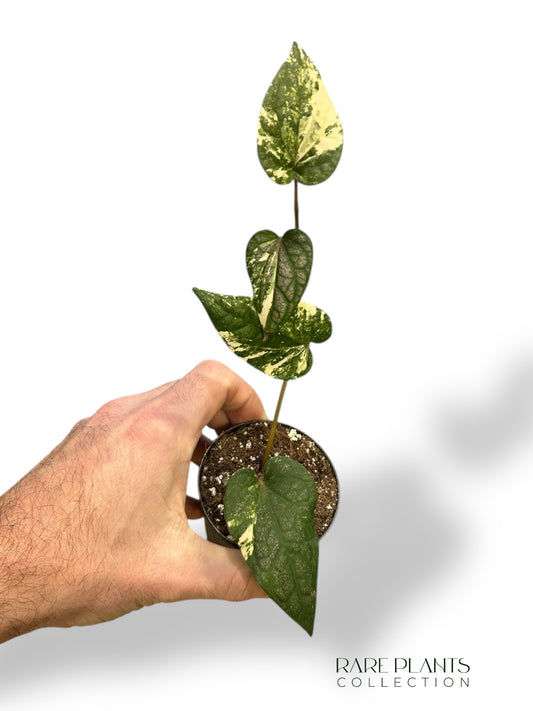 Piper Argyrites Variegata