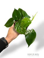 Philodendron Scadens