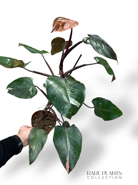 Philodendron Red Anderson Variegata