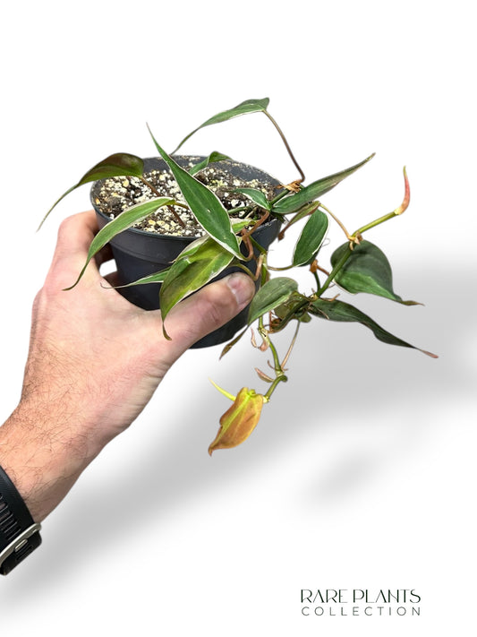 Philodendron Micans Halo Variegata