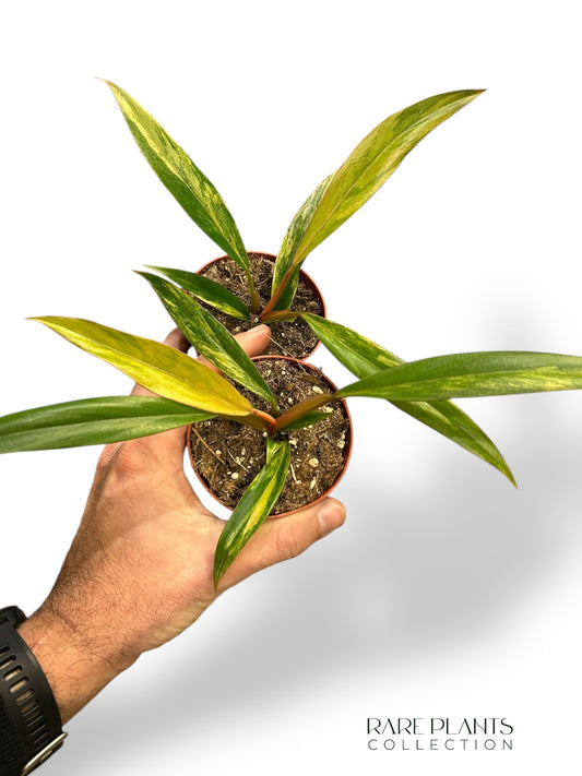 Philodendron Caramel Marble Variegata (baby)