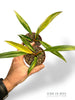Philodendron Caramel Marble Variegata (baby)
