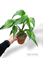 Monstera Burle Marx Flame