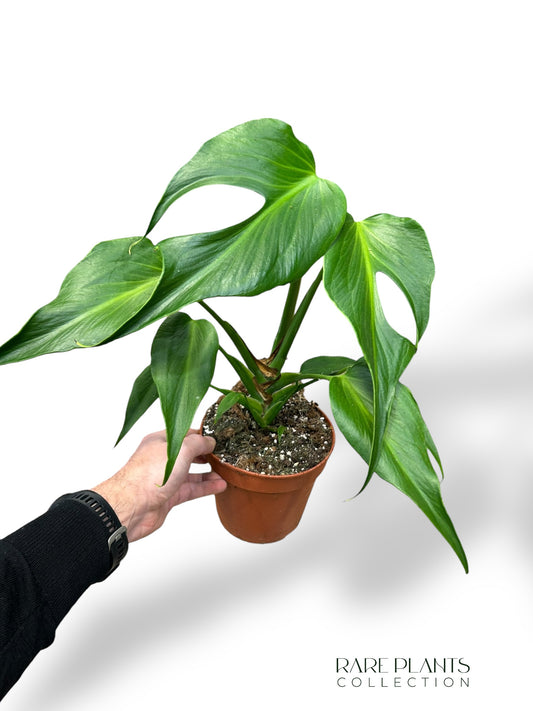 Monstera Burle Marx Flame