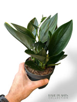 Scindapsus Treubii Dark Form