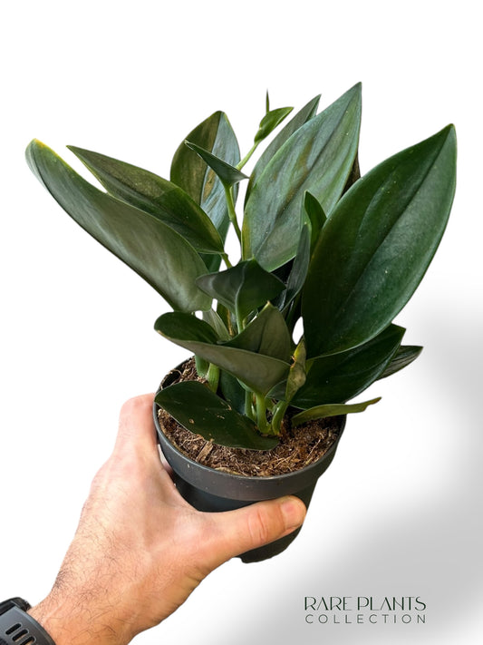 Scindapsus Treubii Dark Form