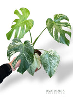 Monstera White Monster (large form)