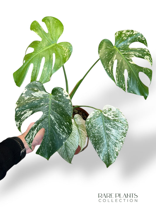 Monstera White Monster (large form)