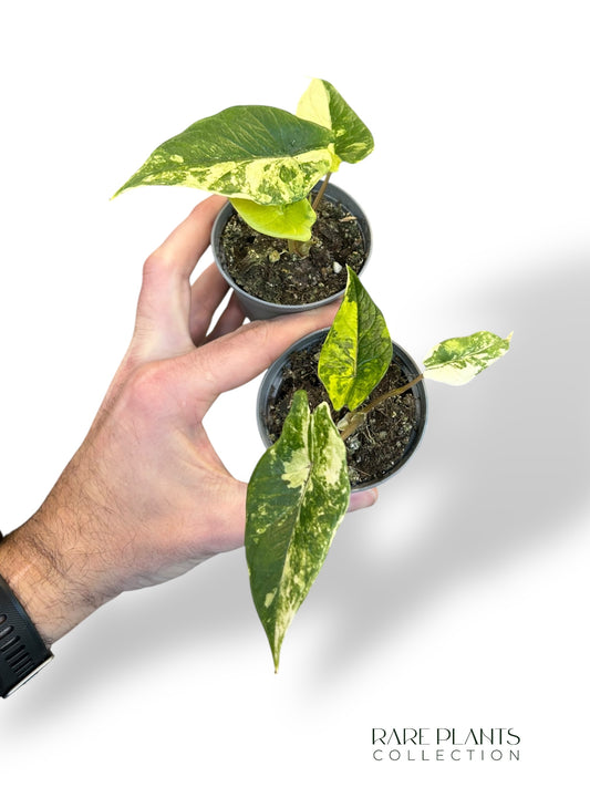 Alocasia Scalprum Variegata