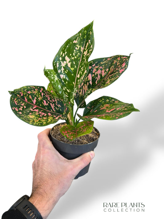 Aglaonema Pink Leopard