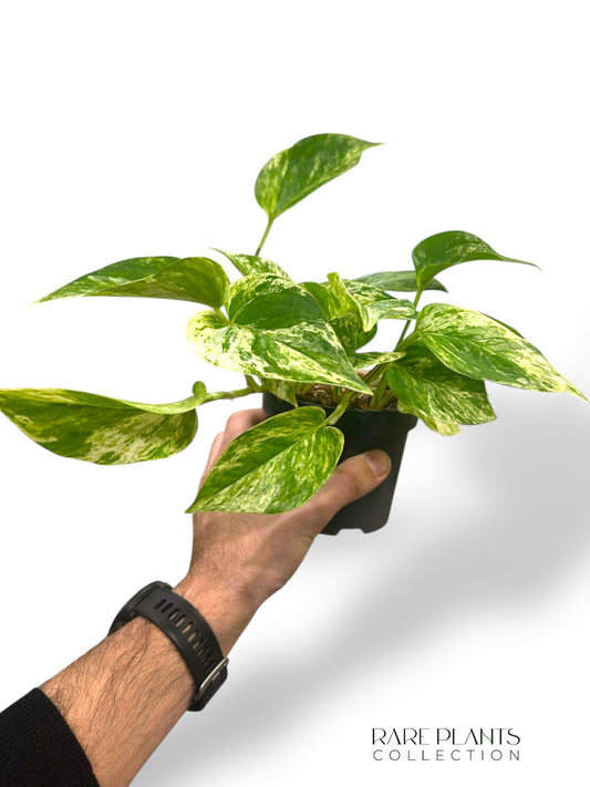 Epipremnum Marble Queen