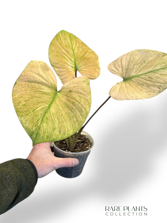 Homalomena Rubescens Pink Albo