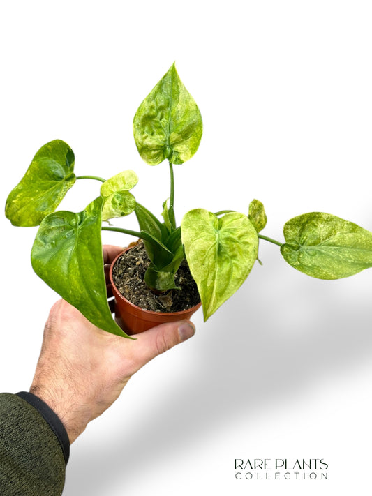 Alocasia Cucullata Variegata