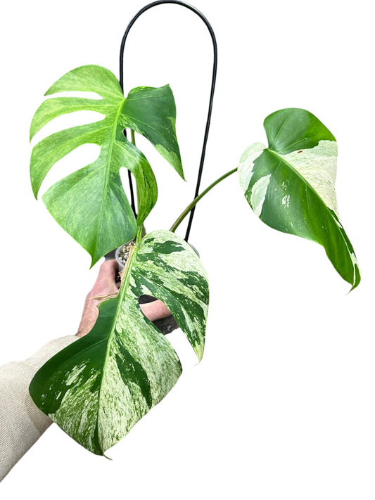 Monstera Jungle Mint