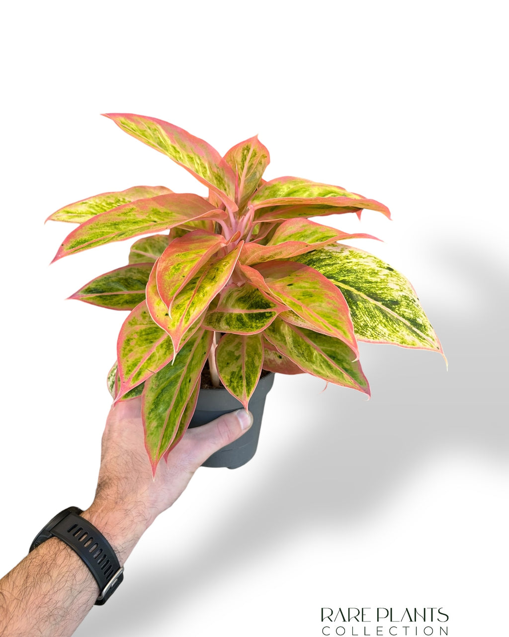 aglaonema salmon fantasy Aglaonema Salmon Fantasy | Buy online