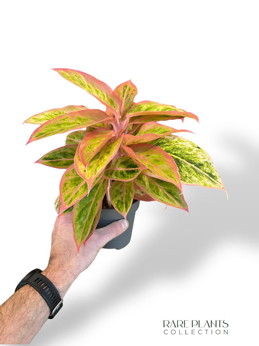 Aglaonema Salmon Fantasy