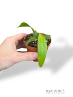 Anthurium Wendlingerii