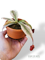 Nepenthes Viking x Ampullaria Variegata