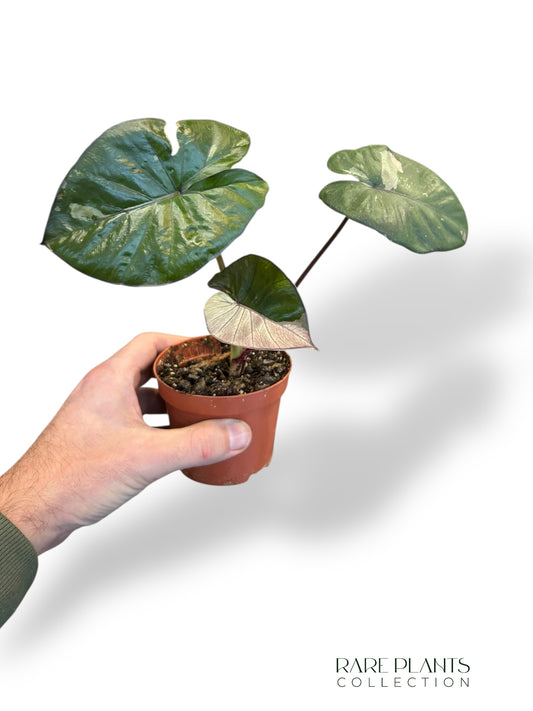 Alocasia Serendipity Variegata