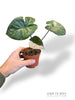 Alocasia Serendipity Variegata