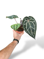 Anthurium Michelle doc block docblock rare plants collection