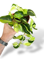 Philodendron Cream Splash