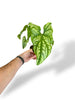 Cercestis Mirabilis rare plants collection marcelarium