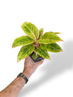 Aglaonema Salmon Fantasy rare plants collection marcelarium