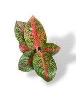 Aglaonema Dark Pink Star rare plants collection rpc marcelarium