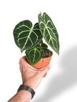 Anthurium Clarinervium rare plants collection rpc marcelarium