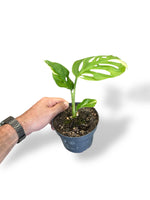 Monstera Adansonii Variegata rare plants collection marcelarium