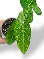 Syngonium Batik Variegata