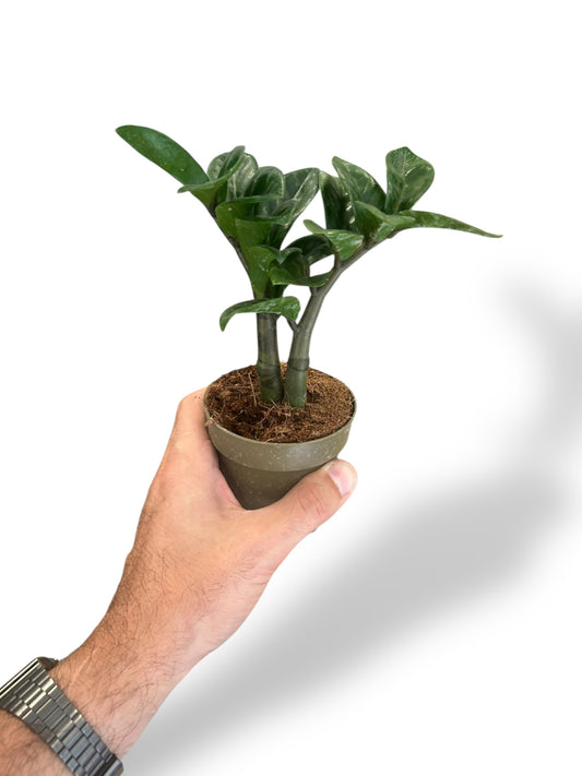ZZ Zenzi rare plants collection marcelarium