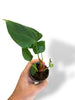 Philodendron Lynamii
