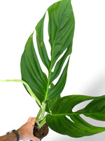 Monstera Radicans rare plants collection rpc marcelarium mature