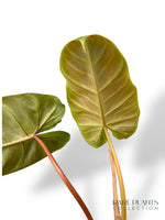 Philodendron Billicosum rare plants collection hybrid marcelarium