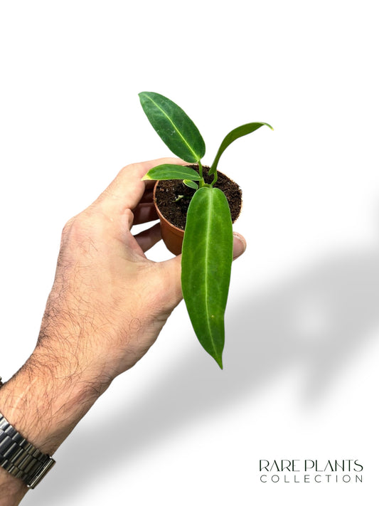 Anthurium warocqueanum baby