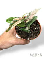 Ficus Sagittata Variegata