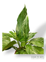 Spathiphyllum Diamond