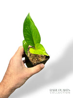 Epipremnum Teruno Carnival