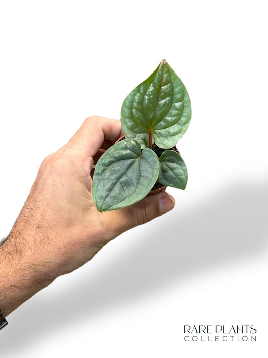 Anthurium Luxurians Baby