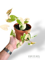 Fallopia Multiflora Variegata