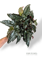 Begonia Black Forest
