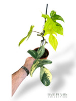 Philodendron Florida Beauty rare plants collection marcelarium