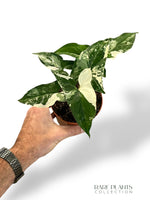 Syngonium Albo Variegata Rare plants collection rpc marcelarium
