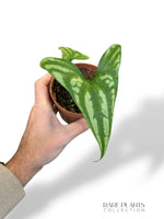 Cercestis Mirabilis rare plants collection marcelarium